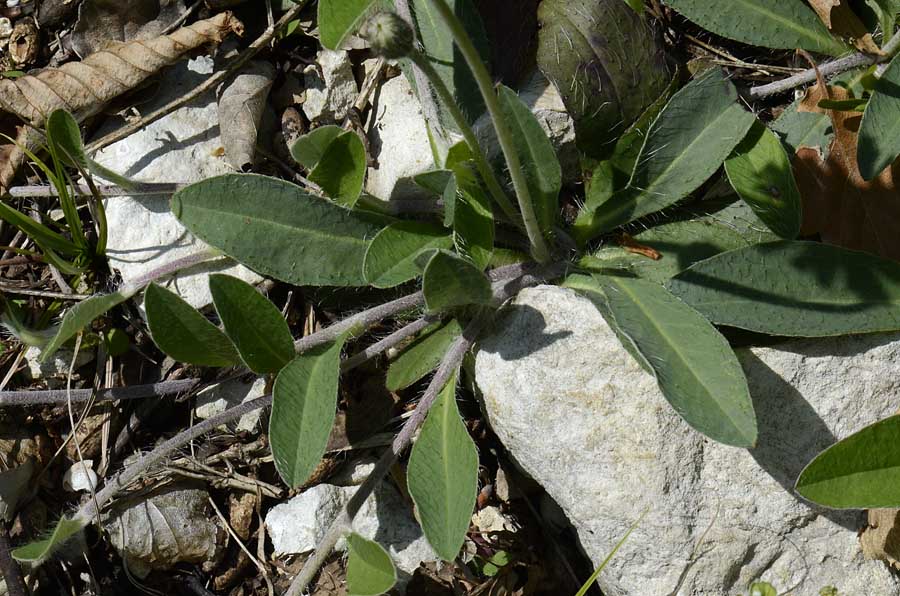 Pilosella officinarum (= Hieracium pilosella) / Pelosella